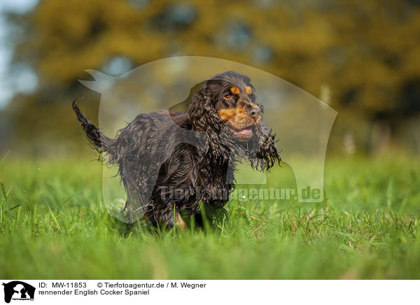 rennender English Cocker Spaniel / running English Cocker Spaniel / MW-11853