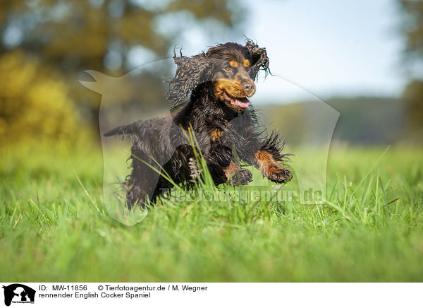 rennender English Cocker Spaniel / running English Cocker Spaniel / MW-11856