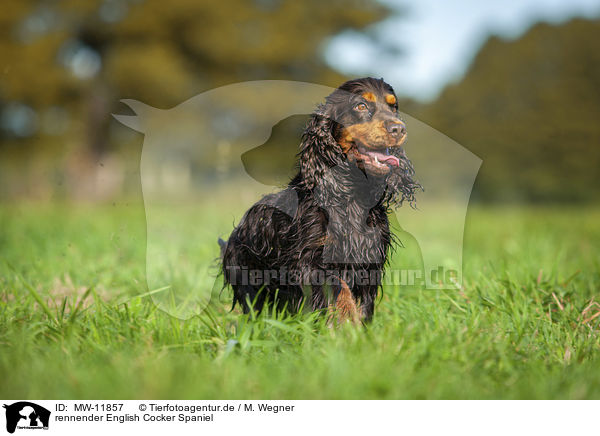 rennender English Cocker Spaniel / running English Cocker Spaniel / MW-11857