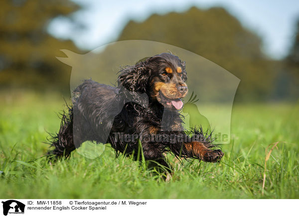 rennender English Cocker Spaniel / running English Cocker Spaniel / MW-11858