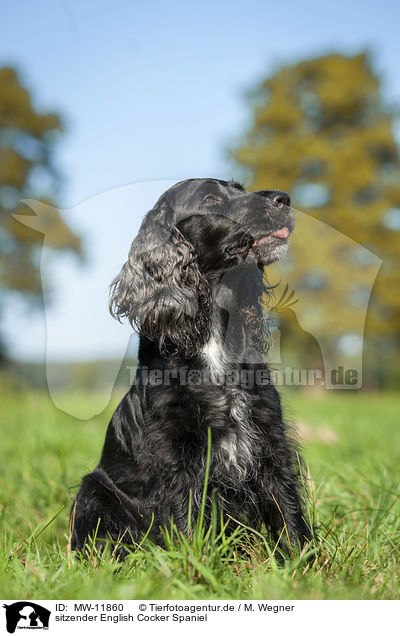 sitzender English Cocker Spaniel / sitting English Cocker Spaniel / MW-11860