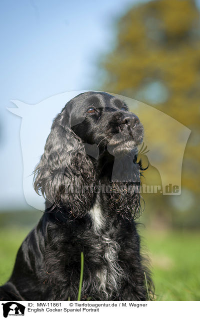 English Cocker Spaniel Portrait / English Cocker Spaniel Portrait / MW-11861