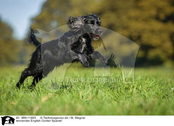 rennender English Cocker Spaniel / running English Cocker Spaniel / MW-11865