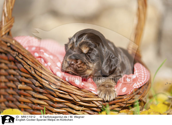 English Cocker Spaniel Welpe im Krbchen / English Cocker Spaniel puppy in the basket / MW-11912