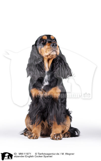 sitzender English Cocker Spaniel / sitting English Cocker Spaniel / MW-11971