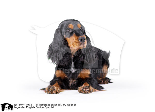 liegender English Cocker Spaniel / lying English Cocker Spaniel / MW-11973