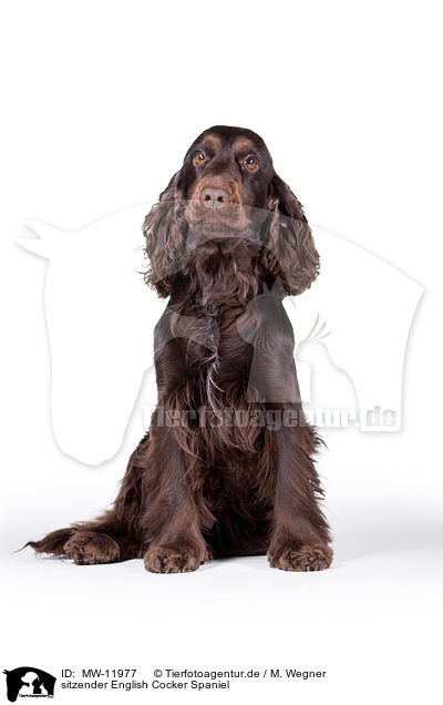 sitzender English Cocker Spaniel / sitting English Cocker Spaniel / MW-11977