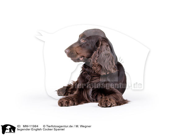 liegender English Cocker Spaniel / lying English Cocker Spaniel / MW-11984