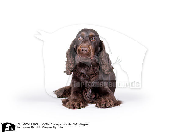 liegender English Cocker Spaniel / lying English Cocker Spaniel / MW-11985