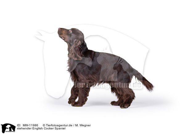 stehender English Cocker Spaniel / standing English Cocker Spaniel / MW-11986