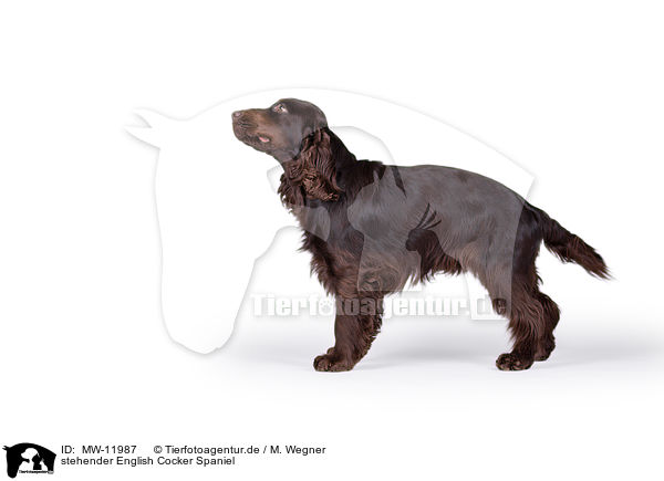 stehender English Cocker Spaniel / standing English Cocker Spaniel / MW-11987