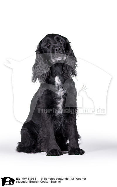 sitzender English Cocker Spaniel / sitting English Cocker Spaniel / MW-11988