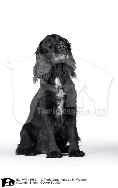 sitzender English Cocker Spaniel / sitting English Cocker Spaniel / MW-11989