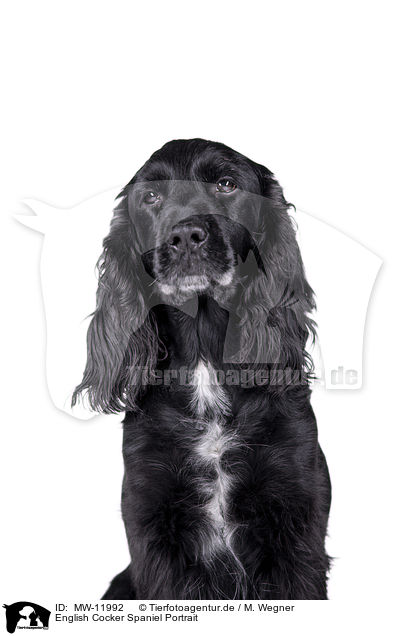 English Cocker Spaniel Portrait / English Cocker Spaniel Portrait / MW-11992