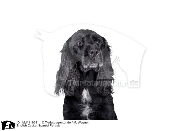 English Cocker Spaniel Portrait / English Cocker Spaniel Portrait / MW-11993