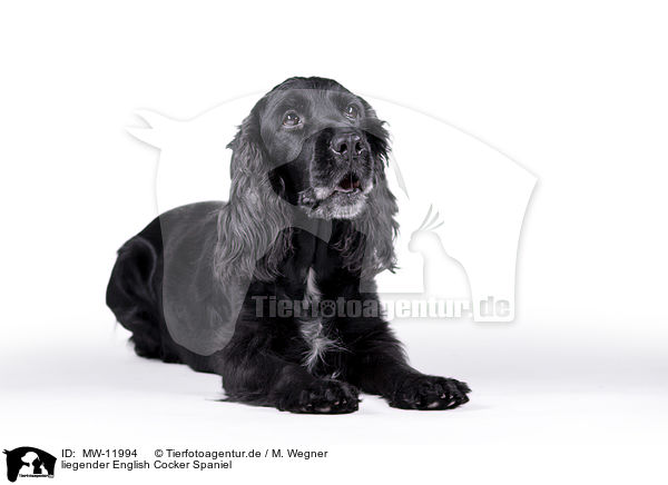 liegender English Cocker Spaniel / lying English Cocker Spaniel / MW-11994