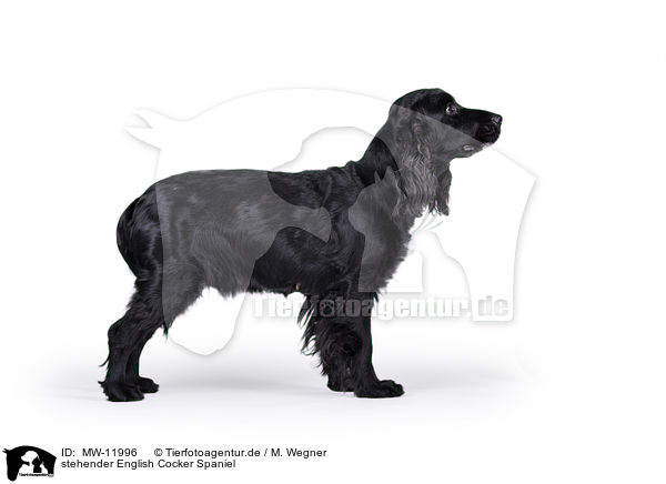 stehender English Cocker Spaniel / standing English Cocker Spaniel / MW-11996