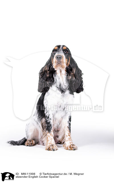 sitzender English Cocker Spaniel / sitting English Cocker Spaniel / MW-11998