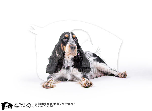 liegender English Cocker Spaniel / lying English Cocker Spaniel / MW-11999