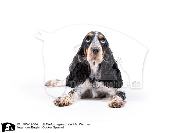 liegender English Cocker Spaniel / lying English Cocker Spaniel / MW-12004