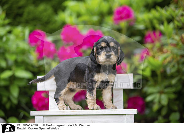 English Cocker Spaniel Welpe / English Cocker Spaniel puppy / MW-12026