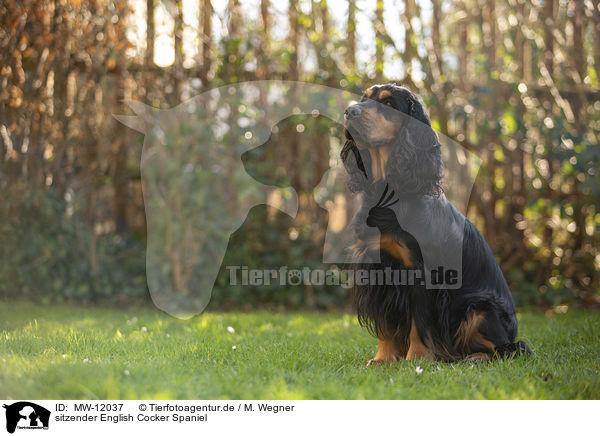 sitzender English Cocker Spaniel / sitting English Cocker Spaniel / MW-12037