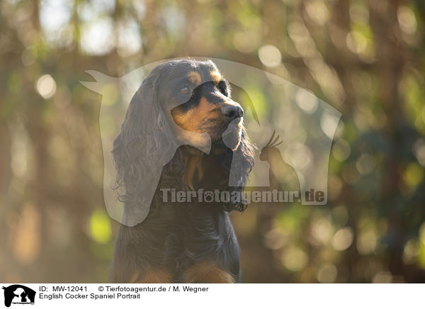 English Cocker Spaniel Portrait / English Cocker Spaniel Portrait / MW-12041