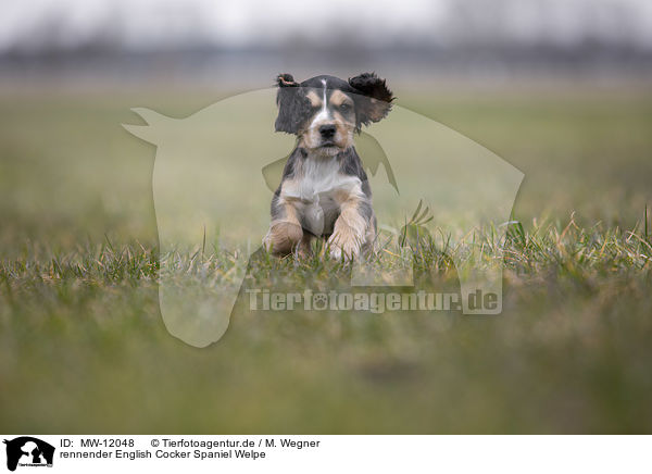 rennender English Cocker Spaniel Welpe / running English Cocker Spaniel puppy / MW-12048