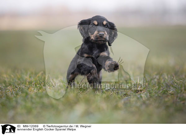 rennender English Cocker Spaniel Welpe / running English Cocker Spaniel puppy / MW-12069