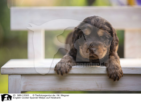 English Cocker Spaniel Welpe auf Holzbank / English Cocker Spaniel puppy on wooden bench / MW-12083