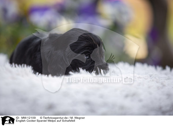 English Cocker Spaniel Welpe auf Schafsfell / English Cocker Spaniel Puppy on sheepskin / MW-12109