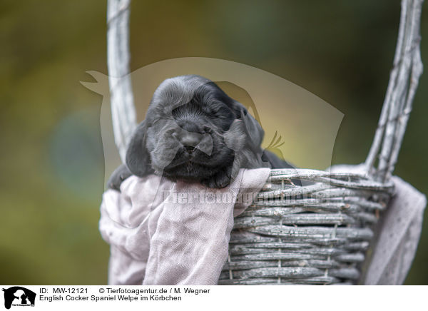 English Cocker Spaniel Welpe im Krbchen / English Cocker Spaniel in a basket / MW-12121