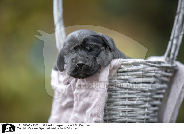 English Cocker Spaniel Welpe im Krbchen / English Cocker Spaniel in a basket / MW-12122