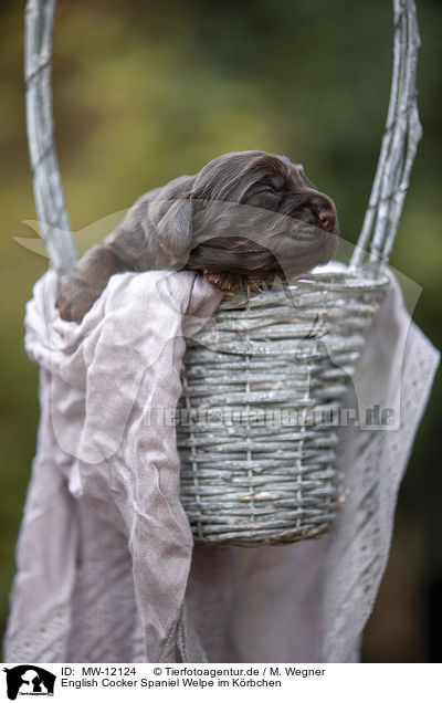 English Cocker Spaniel Welpe im Krbchen / English Cocker Spaniel in a basket / MW-12124