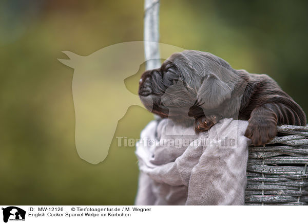 English Cocker Spaniel Welpe im Krbchen / English Cocker Spaniel in a basket / MW-12126