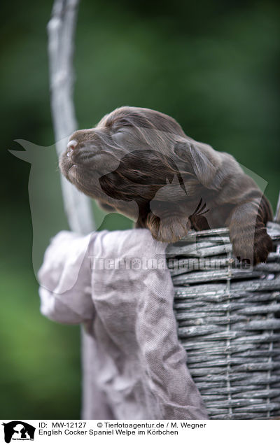 English Cocker Spaniel Welpe im Krbchen / English Cocker Spaniel in a basket / MW-12127