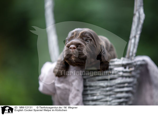 English Cocker Spaniel Welpe im Krbchen / English Cocker Spaniel in a basket / MW-12131