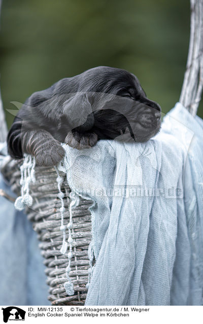 English Cocker Spaniel Welpe im Krbchen / English Cocker Spaniel in a basket / MW-12135