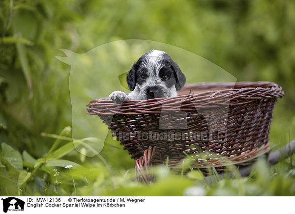 English Cocker Spaniel Welpe im Krbchen / English Cocker Spaniel puppy in a basket / MW-12136