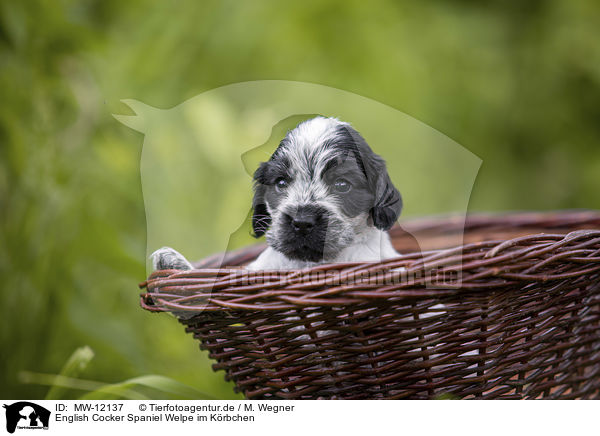 English Cocker Spaniel Welpe im Krbchen / English Cocker Spaniel puppy in a basket / MW-12137