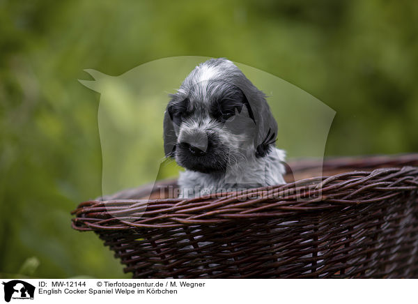 English Cocker Spaniel Welpe im Krbchen / English Cocker Spaniel puppy in a basket / MW-12144