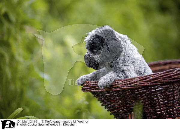 English Cocker Spaniel Welpe im Krbchen / English Cocker Spaniel puppy in a basket / MW-12145