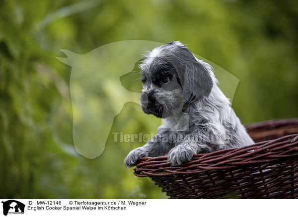 English Cocker Spaniel Welpe im Krbchen / English Cocker Spaniel puppy in a basket / MW-12146