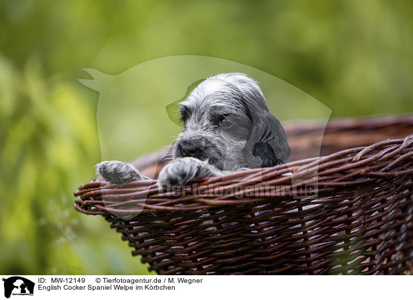 English Cocker Spaniel Welpe im Krbchen / English Cocker Spaniel puppy in a basket / MW-12149