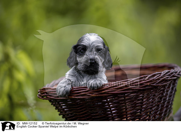 English Cocker Spaniel Welpe im Krbchen / English Cocker Spaniel puppy in a basket / MW-12152