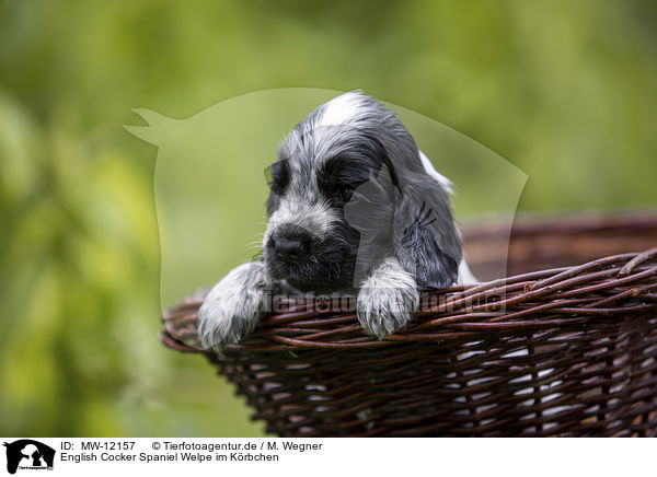 English Cocker Spaniel Welpe im Krbchen / English Cocker Spaniel puppy in a basket / MW-12157