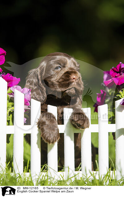 English Cocker Spaniel Welpe am Zaun / English Cocker Spaniel Puppy at fence / MW-12165