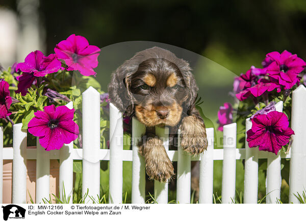 English Cocker Spaniel Welpe am Zaun / English Cocker Spaniel Puppy at fence / MW-12166