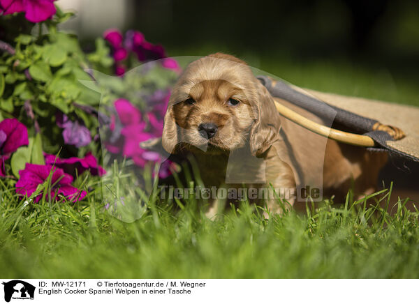 English Cocker Spaniel Welpen in einer Tasche / English Cocker Spaniel puppy in a bag / MW-12171