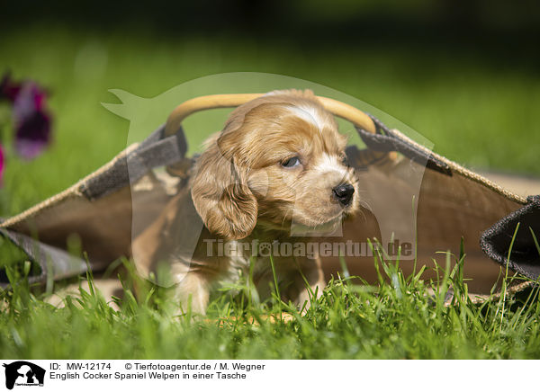 English Cocker Spaniel Welpen in einer Tasche / English Cocker Spaniel puppy in a bag / MW-12174